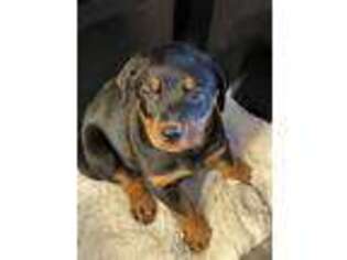 Rottweiler Puppy for sale in Haddam, CT, USA