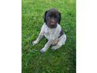 German Wirehaired Pointer Puppy for sale in Addison, NY, USA
