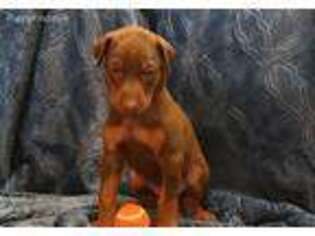Doberman Pinscher Puppy for sale in Lebanon, MO, USA