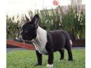 French Bulldog Puppy for sale in Costa Mesa, CA, USA
