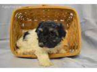 Havanese Puppy for sale in Winesburg, OH, USA