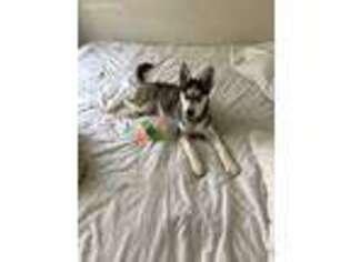 Siberian Husky Puppy for sale in Middle Island, NY, USA