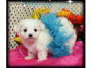 Maltese Puppy for sale in Baxter Springs, KS, USA