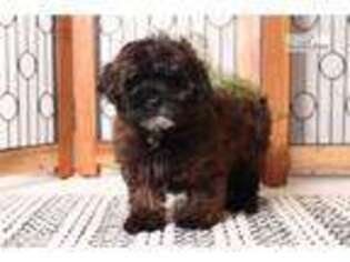 Shih-Poo Puppy for sale in Fort Myers, FL, USA
