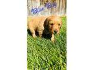 Golden Retriever Puppy for sale in Nampa, ID, USA