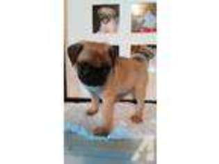 Pug Puppy for sale in OAKFIELD, GA, USA