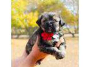 Shorkie Tzu Puppy for sale in Kansas City, MO, USA