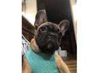French Bulldog Puppy for sale in Keenesburg, CO, USA