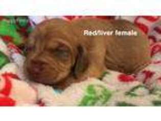 Bloodhound Puppy for sale in Nashville, AR, USA
