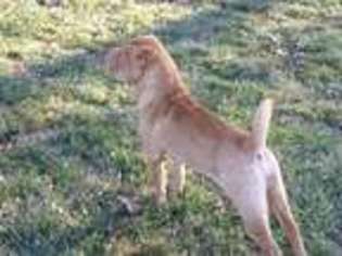 Mutt Puppy for sale in Fairfield, IA, USA