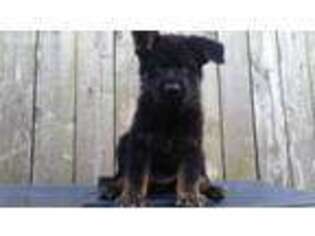 German Shepherd Dog Puppy for sale in Hughes Springs, TX, USA