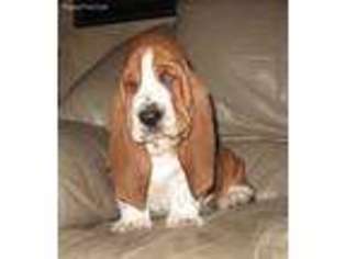 Basset Hound Puppy for sale in Lititz, PA, USA
