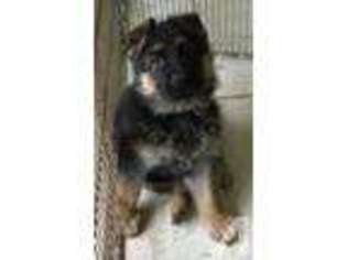 German Shepherd Dog Puppy for sale in HOUSTON, TX, USA