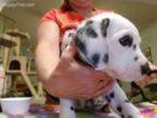Dalmatian Puppy for sale in Ionia, MI, USA