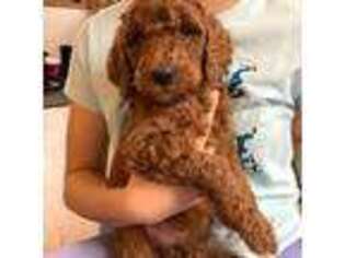 Goldendoodle Puppy for sale in Horton, MI, USA