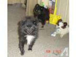Pomeranian Puppy for sale in ROOTSTOWN, OH, USA