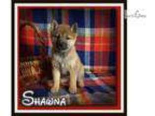 Shiba Inu Puppy for sale in Canton, OH, USA