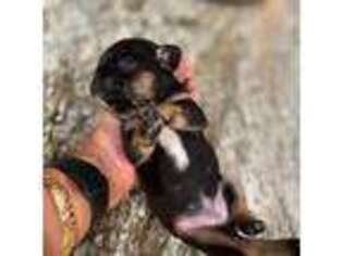 French Bulldog Puppy for sale in Pleasant Plains, IL, USA