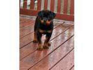 Rottweiler Puppy for sale in Heath, OH, USA
