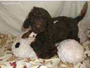 Medium Photo #1 Labradoodle Puppy For Sale in Phoenix, AZ, USA