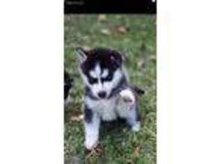 Siberian Husky Puppy for sale in Champaign, IL, USA