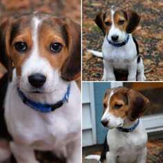 Beagle Puppy for sale in Surrey, British Columbia, Canada