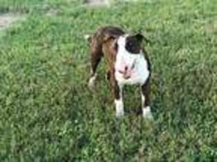Bull Terrier Puppy for sale in Brownsville, TX, USA