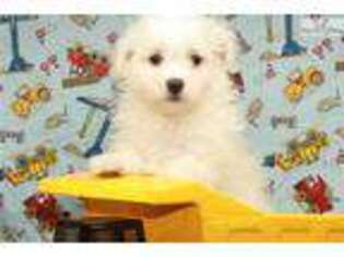 Maltese Puppy for sale in Oklahoma City, OK, USA