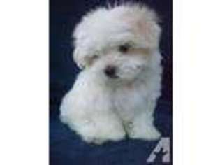 Maltese Puppy for sale in CITY OF INDUSTRY, CA, USA