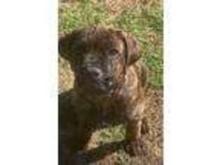 Cane Corso Puppy for sale in Fort Mitchell, AL, USA