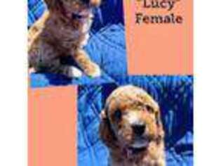 Cavapoo Puppy for sale in Augusta, KY, USA