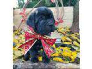 Cane Corso Puppy for sale in Rock Hill, SC, USA