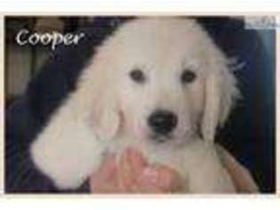 Golden Retriever Puppy for sale in Fort Worth, TX, USA