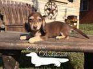 Dachshund Puppy for sale in Jefferson, TX, USA