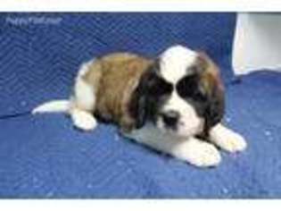 Saint Bernard Puppy for sale in Arkansaw, WI, USA