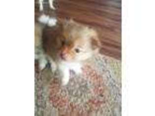 Pomeranian Puppy for sale in Sanford, FL, USA