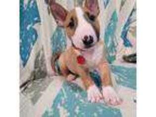 Bull Terrier Puppy for sale in Moorhead, MN, USA