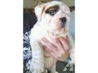 Bulldog Puppy for sale in COLBERT, OK, USA