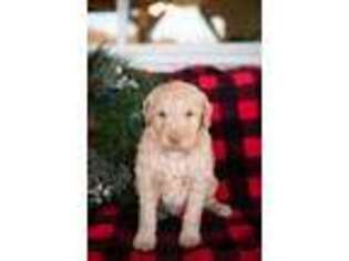 Goldendoodle Puppy for sale in Vandalia, MI, USA