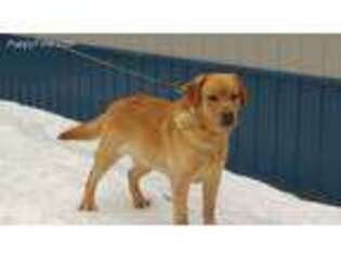 Labrador Retriever Puppy for sale in Lockport, NY, USA