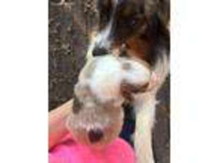Australian Shepherd Puppy for sale in Conroe, TX, USA