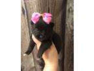 Pomeranian Puppy for sale in Avoca, MI, USA