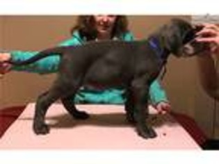 Great Dane Puppy for sale in Williamsport, PA, USA