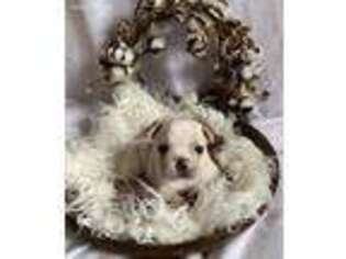 Mutt Puppy for sale in Attica, IN, USA