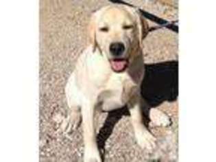 Labrador Retriever Puppy for sale in TUCSON, AZ, USA