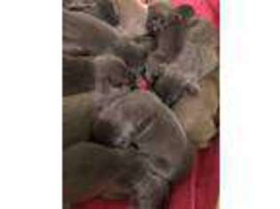 Weimaraner Puppy for sale in Cookstown, NJ, USA