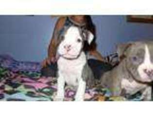American Pit Bull Terrier Puppy for sale in LA VISTA, NE, USA
