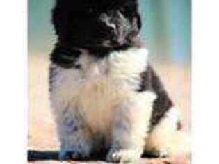 Newfoundland Puppy for sale in Unknown, , USA