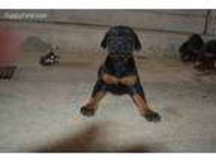 Doberman Pinscher Puppy for sale in Moulton, TX, USA