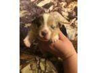 Pembroke Welsh Corgi Puppy for sale in Bethlehem, PA, USA
